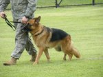2009横田基地 軍用犬デモ3