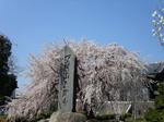 枝垂れ桜 全景