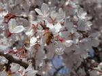 枝垂れ桜 拡大
